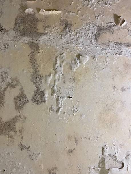 Best Attic Mold Remediation in , KY